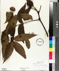 Carya aquatica image