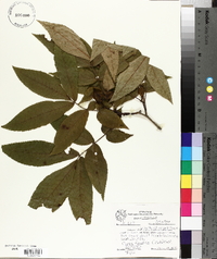 Carya aquatica image