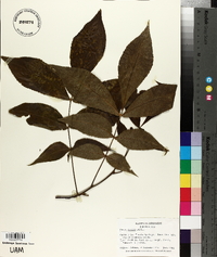 Carya texana image