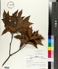 Carya texana image