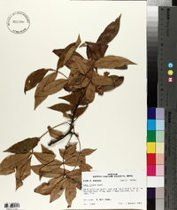 Carya texana image