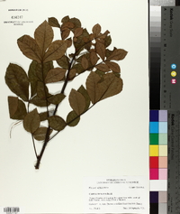 Carya texana image