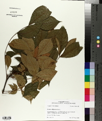 Carya texana image