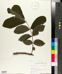 Carya texana image