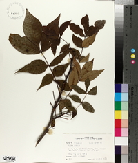 Carya texana image
