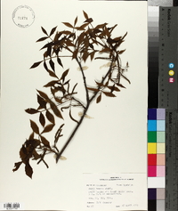 Carya texana image