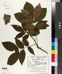 Carya texana image