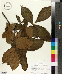Carya texana image