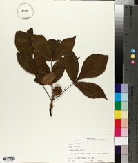 Carya texana image