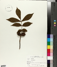 Carya texana image