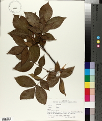 Carya texana image