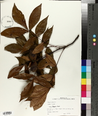 Carya texana image