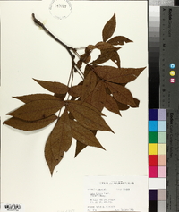 Carya texana image