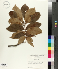 Carya texana image