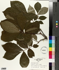 Carya texana image