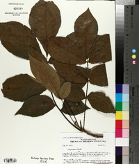 Carya texana image