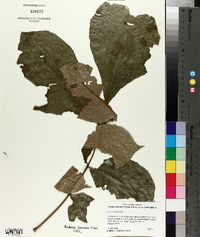 Carya texana image