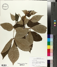 Carya texana image