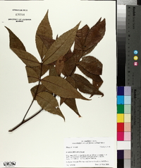 Carya texana image