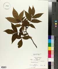 Carya texana image