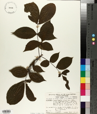 Carya texana var. texana image