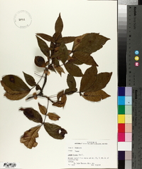 Carya texana image
