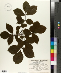 Carya texana image