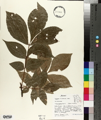 Carya texana image