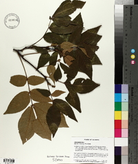 Carya texana image