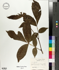 Carya texana image