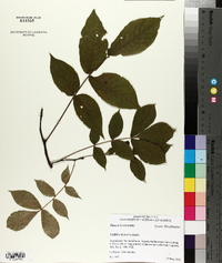 Carya texana image