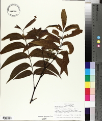 Carya aquatica image