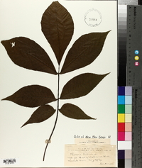 Carya laciniosa image