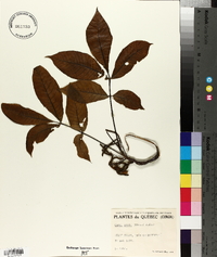 Carya ovalis image