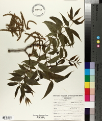 Carya illinoinensis image