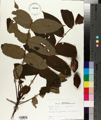 Juglans cinerea image