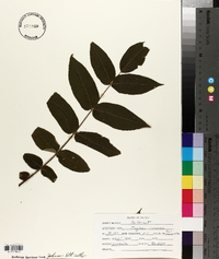 Juglans cinerea image