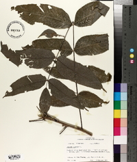 Juglans cinerea image