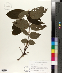 Juglans cinerea image