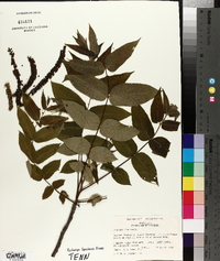 Juglans cinerea image