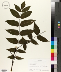 Juglans cinerea image