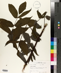 Juglans cinerea image
