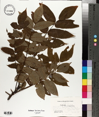 Juglans cinerea image
