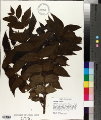 Juglans cinerea image