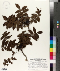 Juglans californica image