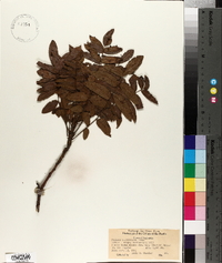 Juglans californica image