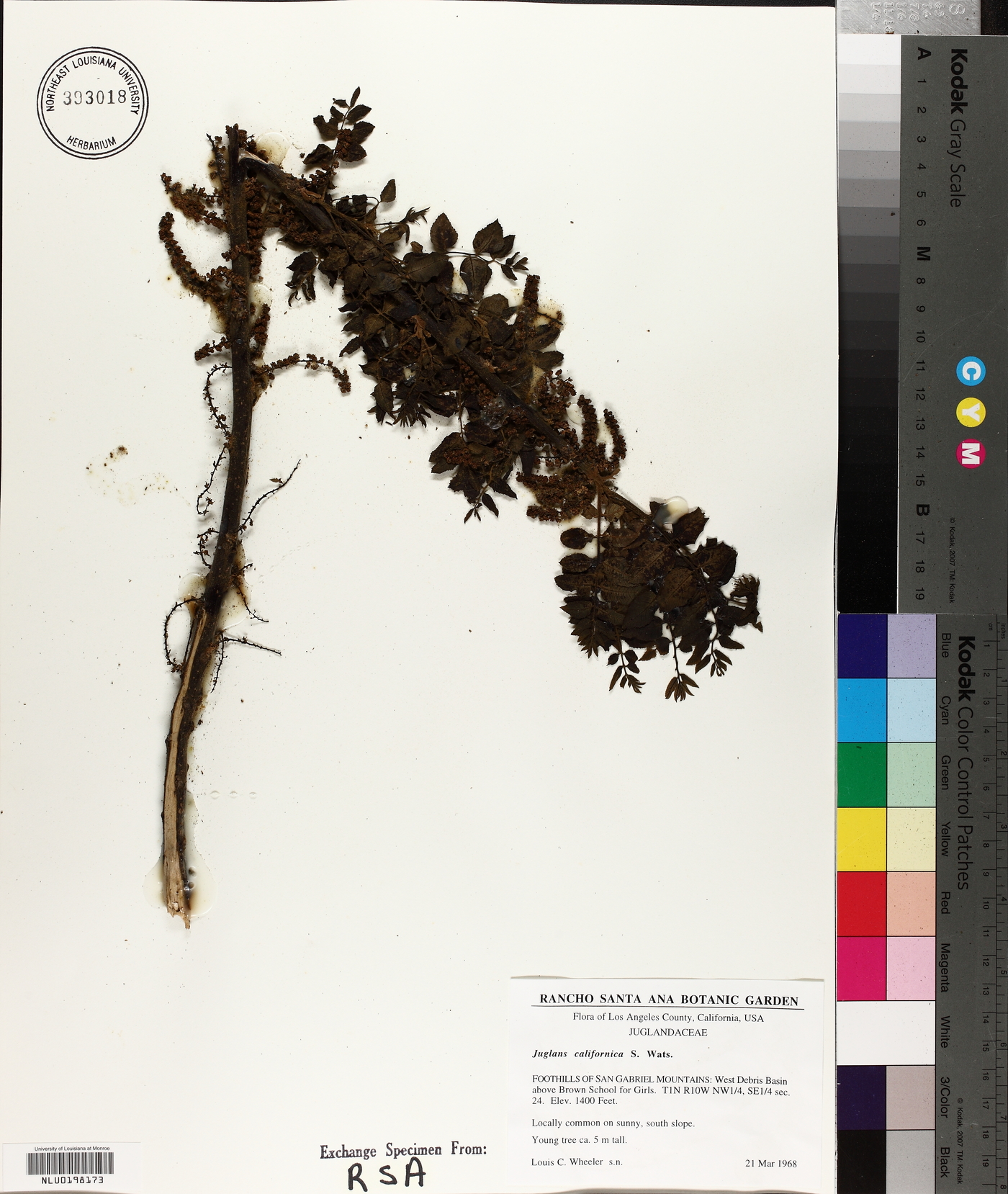 Juglans californica image