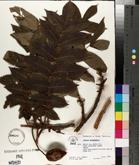 Juglans ailantifolia image