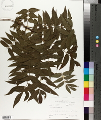 Juglans microcarpa image