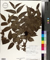 Juglans major image